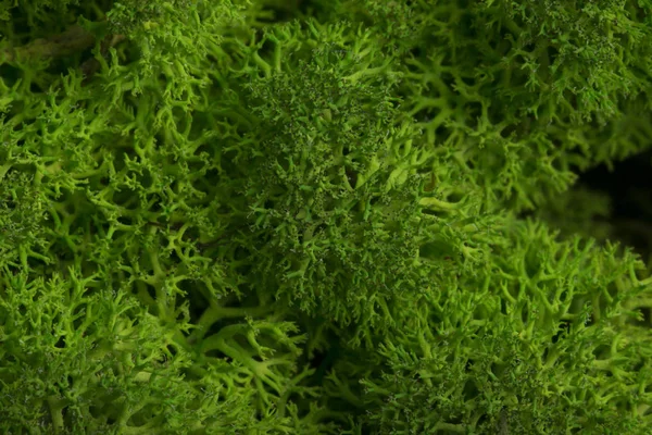 Muralla de musgo de reno, decoración de pared verde, liquen Cladonia — Foto de Stock