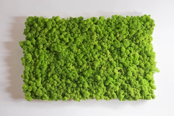 Ren geyiği moss duvar, yeşil duvar dekorasyonu, lichen Cladonia