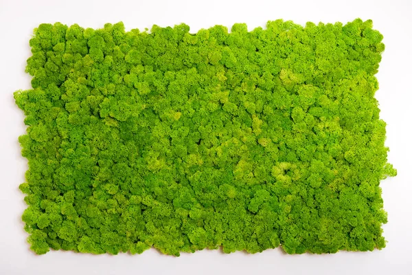 Muralla de musgo de reno, decoración de pared verde, liquen Cladonia — Foto de Stock