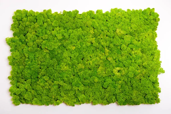 Parede de musgo de rena, decoração de parede verde, líquen Cladonia Imagens Royalty-Free