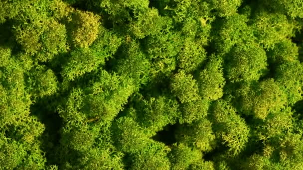 Renar moss vägg, grön väggdekoration, lichen Cladonia rangiferina — Stockvideo