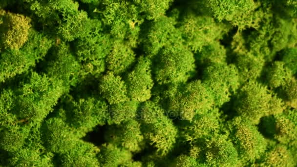 Rénszarvas moss fal, zöld fal dekoráció, lichen Cladonia rangiferina — Stock videók