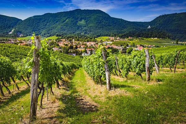 Pequeña ciudad a través de viñedos. Slovenske Konjice visto a través de vides de vinería Zlati gric — Foto de Stock