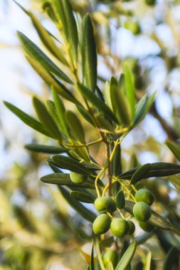 Zeytin, zeytin ağaçları, asma ve üzüm bağları Dalmaçyalı, Island Brac, Hırvatistan