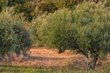 Gün batımında zeytin ağaçları