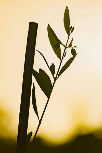 Backlit jovem oliveira silhueta contra o sol ao pôr-do-sol — Fotografia de Stock