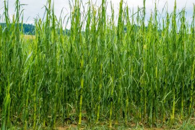 Mısır alan bilmecik ağır fırtına ile dolu, bitkileri ruine zarar