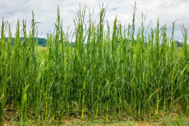 Mısır alan bilmecik ağır fırtına ile dolu, bitkileri ruine zarar