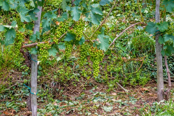 Vigneto e uva danneggiati e raccolti distrutti dopo grave stor — Foto Stock