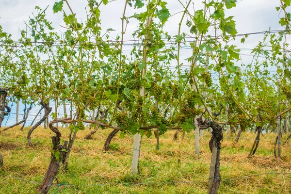 Le vignoble et les raisins endommagés et la récolte détruite après un stockage sévère — Photo