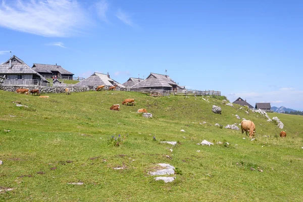 Plateau Velika planina, Slovénie, Village de montagne dans les Alpes, Maisons en bois de style traditionnel, destination de randonnée populaire — Photo