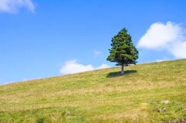 Ufukta dağlarında tek çam ağacı