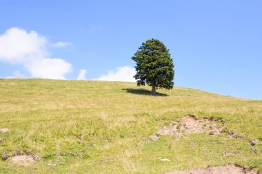 Ufukta dağlarında tek çam ağacı