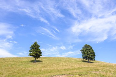 Ufukta dağlarında tek çam ağacı