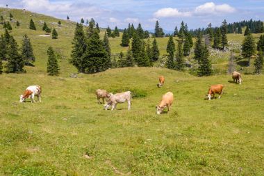 Sığır, dağlarda mera üzerinde otlatma hayvancılık