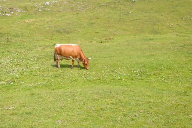 Sığır, dağlarda mera üzerinde otlatma hayvancılık