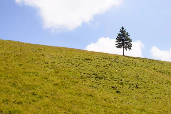 Ufukta dağlarında tek çam ağacı