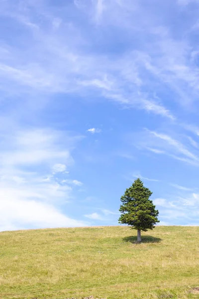 Un solo pino en las montañas en el horizonte — Foto de Stock