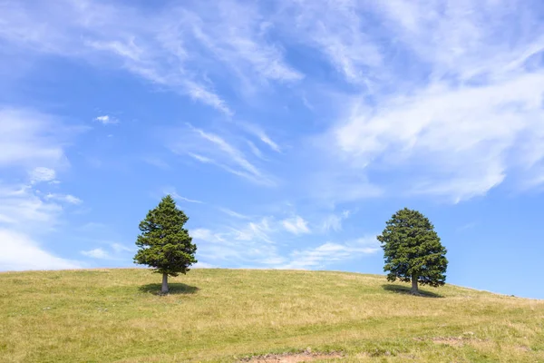 Ufukta dağlarında tek çam ağacı