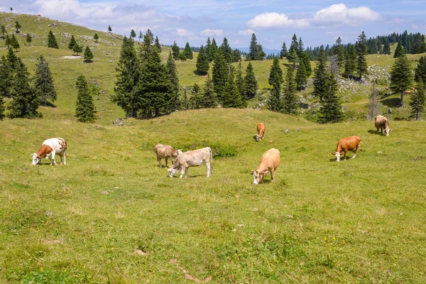 Sığır, dağlarda mera üzerinde otlatma hayvancılık