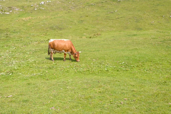 Sığır, dağlarda mera üzerinde otlatma hayvancılık