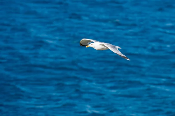 Одинокая летающая птица чайки с открытыми крыльями на чистом голубом море — стоковое фото