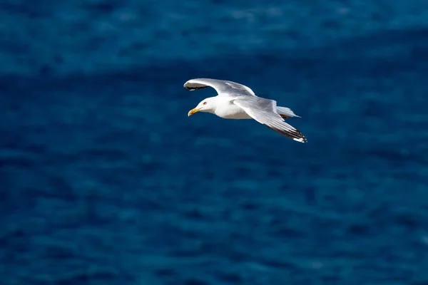 Oiseau volant à mouette unique avec ailes ouvertes sur une mer bleue claire — Photo
