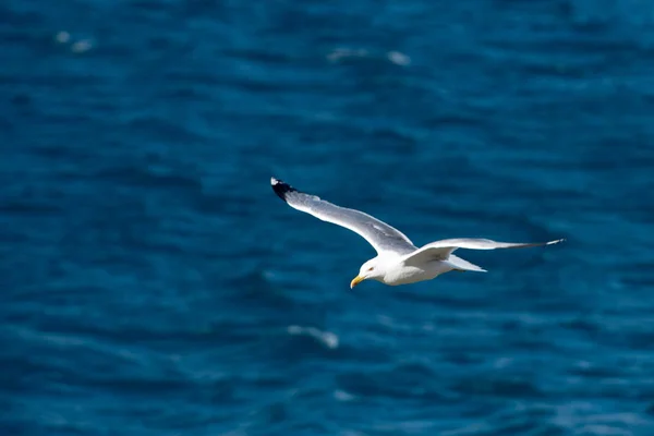 Enda Seagull flygande fågel med öppna vingar på Clear Blue Sea — Stockfoto