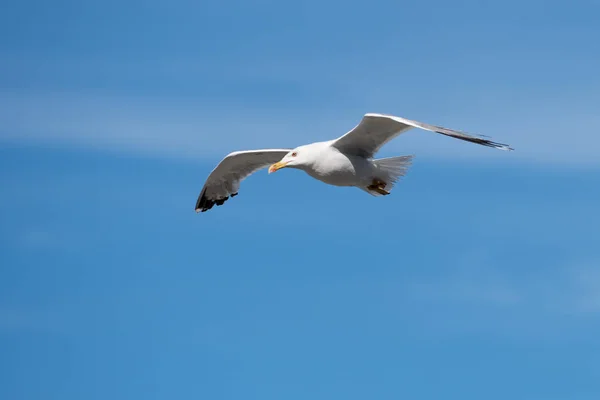 Açık mavi gökyüzü açık kanatlı kuş uçan tek martı — Stok fotoğraf
