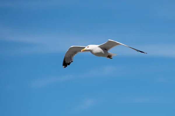 Oiseau volant à mouette unique avec ailes ouvertes sur ciel bleu clair — Photo