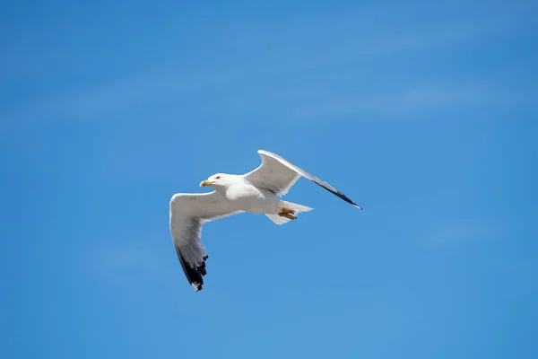 Oiseau volant à mouette unique avec ailes ouvertes sur ciel bleu clair — Photo