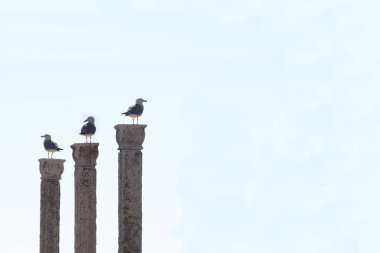 Temiz bir arka plana dayanır izole, üç sütun üzerinde üç martılar