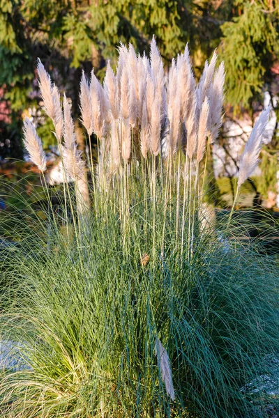 Pampas Erba decorativa alla luce del sole del tramonto — Foto Stock