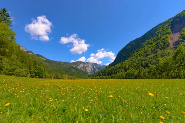 Montaña paisaje con flores — Foto de Stock