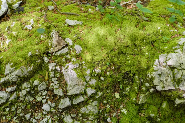 Musgo y piedras en los bosques, vegetación, color del año — Foto de Stock