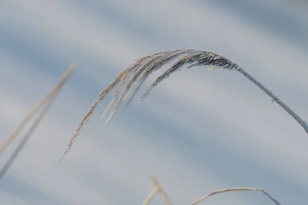Reed γρασίδι, Phragmites australis το χειμώνα — Φωτογραφία Αρχείου