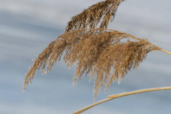 Тростниковая трава, Phragmites australis зимой — стоковое фото
