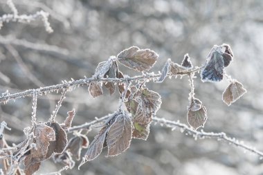 Yaprakları frost ile kışın kapalı.