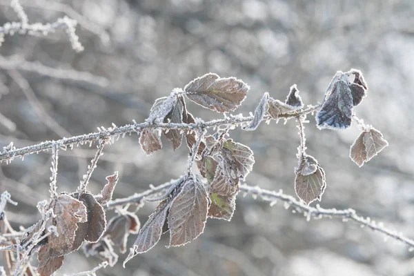 Yaprakları frost ile kışın kapalı.