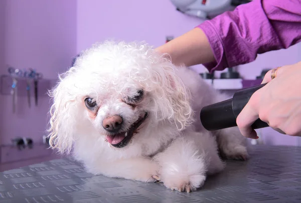 White small breed poodle grooming — Stock Photo, Image