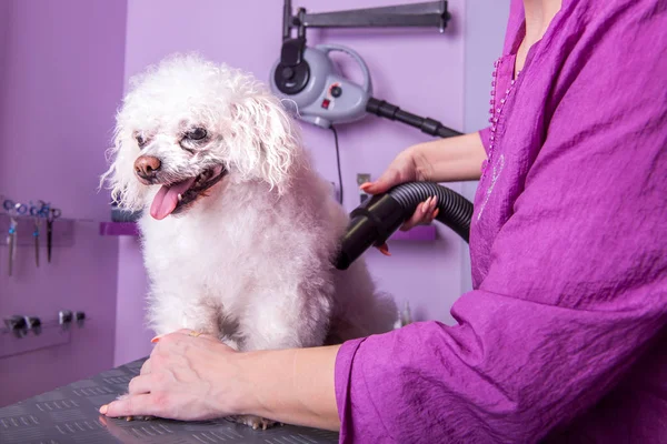 White small breed poodle grooming