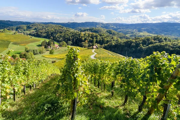 Famoso camino del vino en forma de corazón en Eslovenia, viñedo cerca de Maribor — Foto de Stock