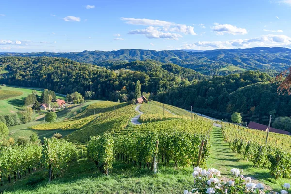 Famoso camino del vino en forma de corazón en Eslovenia, viñedo cerca de Maribor — Foto de Stock