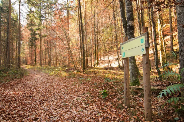 Assine o post na floresta, em ambas as direções, de duas maneiras — Fotografia de Stock