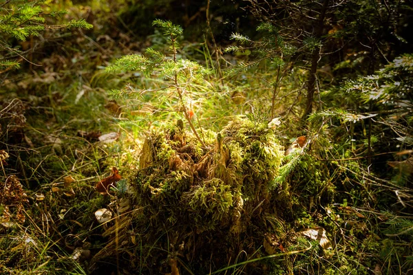 Sommer Wald Unterholz Vegetation, Gras, Sträucher, Moos, Kiefernwald von der Sonne beleuchtet — Stockfoto