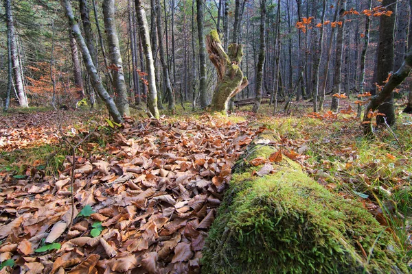 Floresta conto de fadas paisagem cênica com floresta primitiva no outono, tronco de árvore morta com musgo, folhagem no chão — Fotografia de Stock