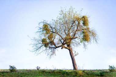 Ökse otu büyük kümeleri eski ağacında - Viscum albüm