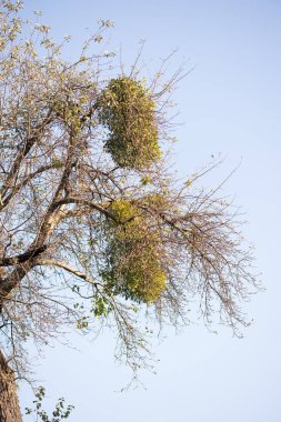 Ökse otu büyük kümeleri eski ağacında - Viscum albüm