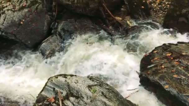 Una cascata in montagna, foresta autunnale con fogliame — Video Stock