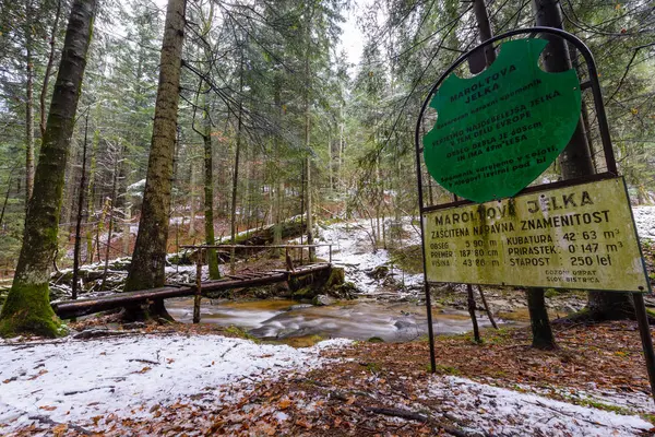 Grande tronco caído de abeto, abeto na floresta, rio de montanha, riacho, riacho com corredeiras no final do outono, início do inverno com neve, desfiladeiro de vintgar, Eslovênia — Fotografia de Stock